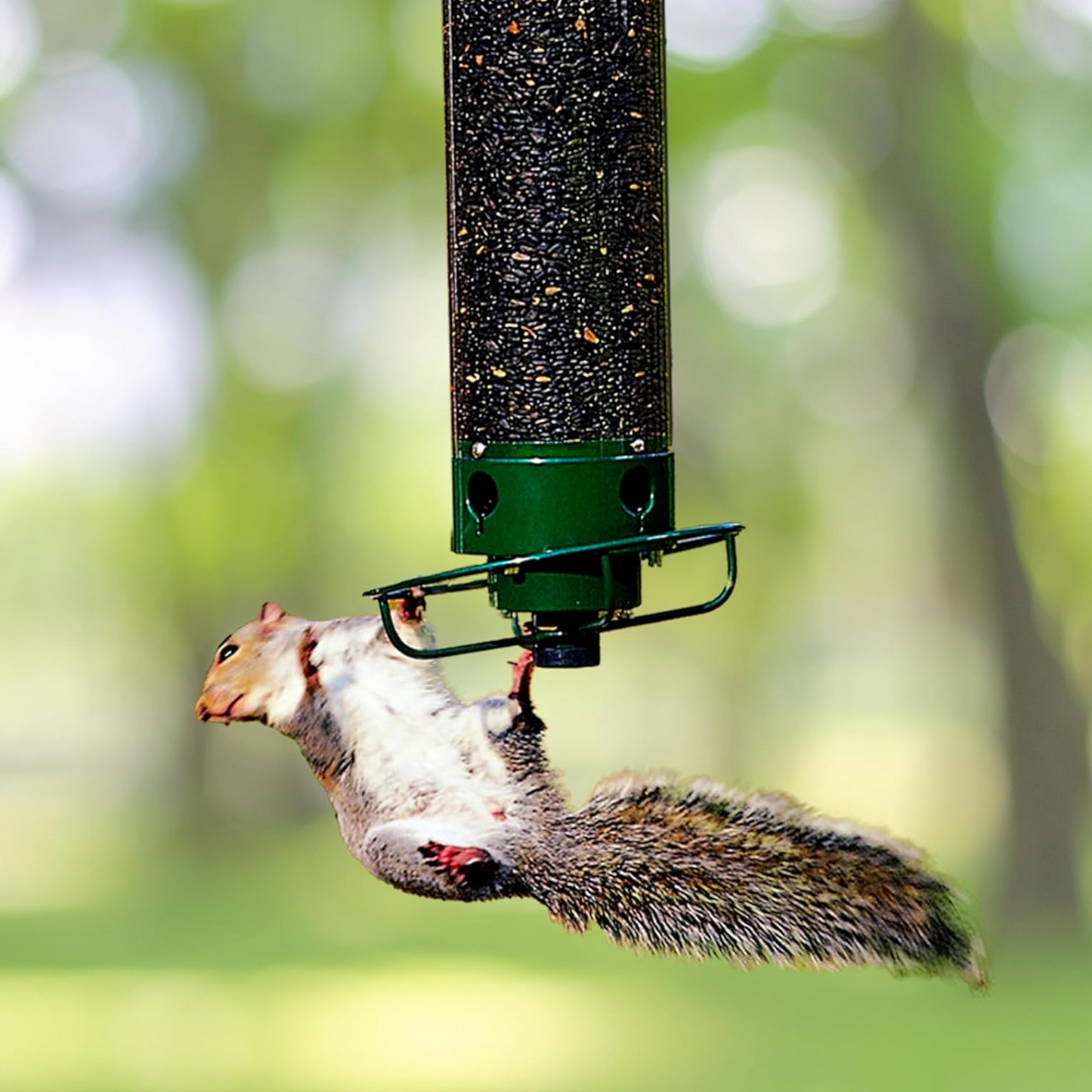 Squirrel-Proof Bird Feeder – Outdoor Wild Bird Seed Feeder
