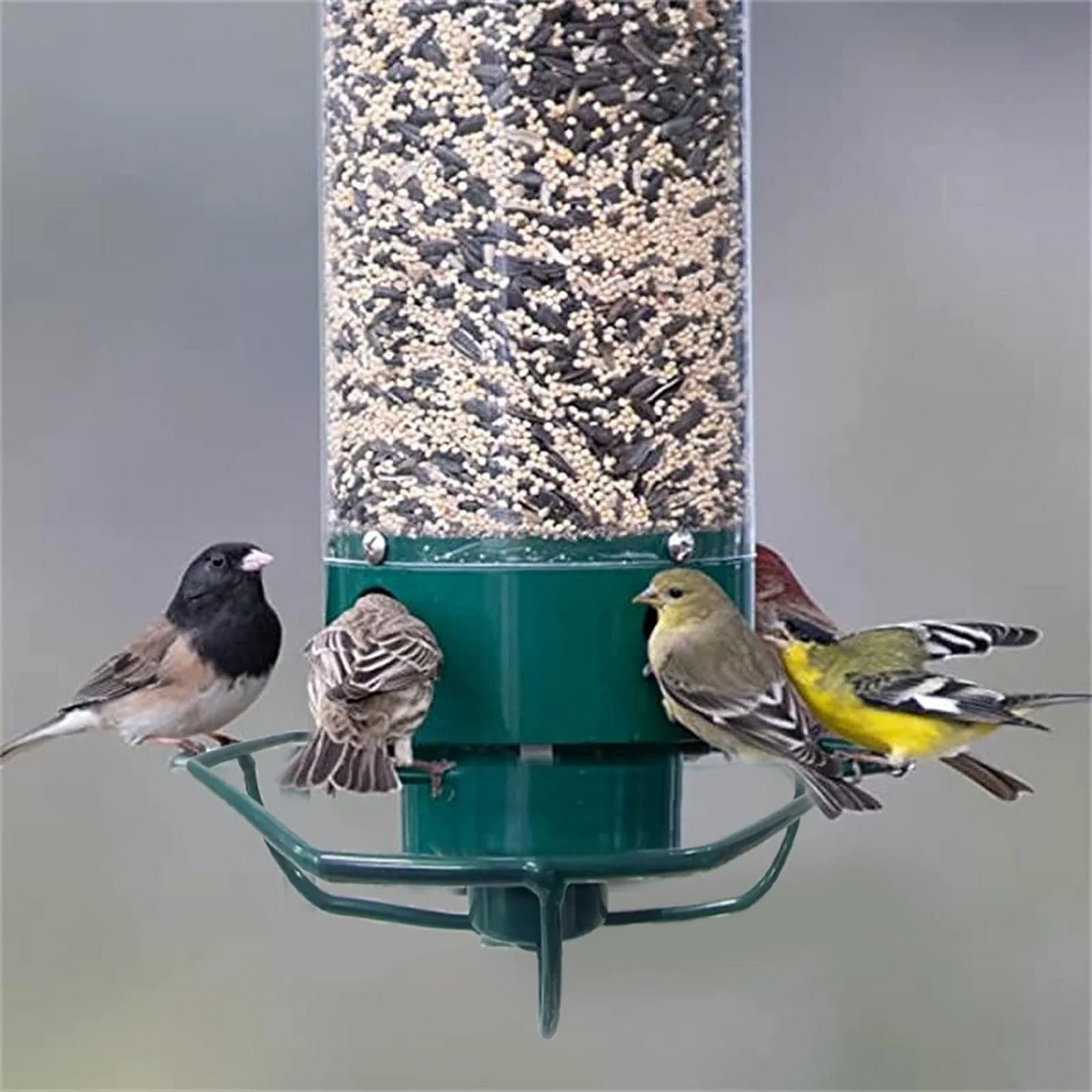 Squirrel-Proof Bird Feeder – Outdoor Wild Bird Seed Feeder